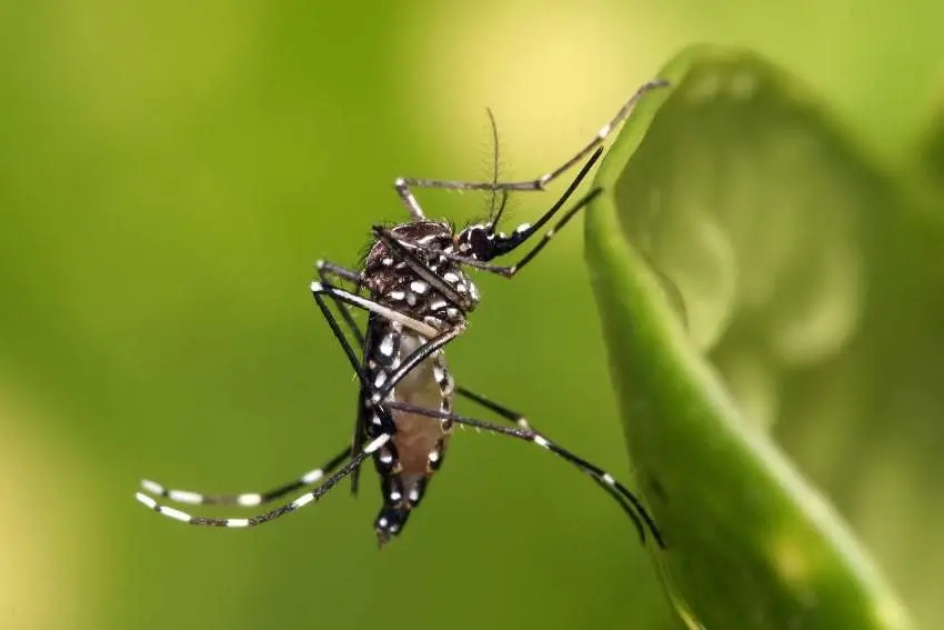 La Secretaría de Salud reportó dos nuevos fallecidos por dengue en Yucatán. Foto de Mexico News Daily