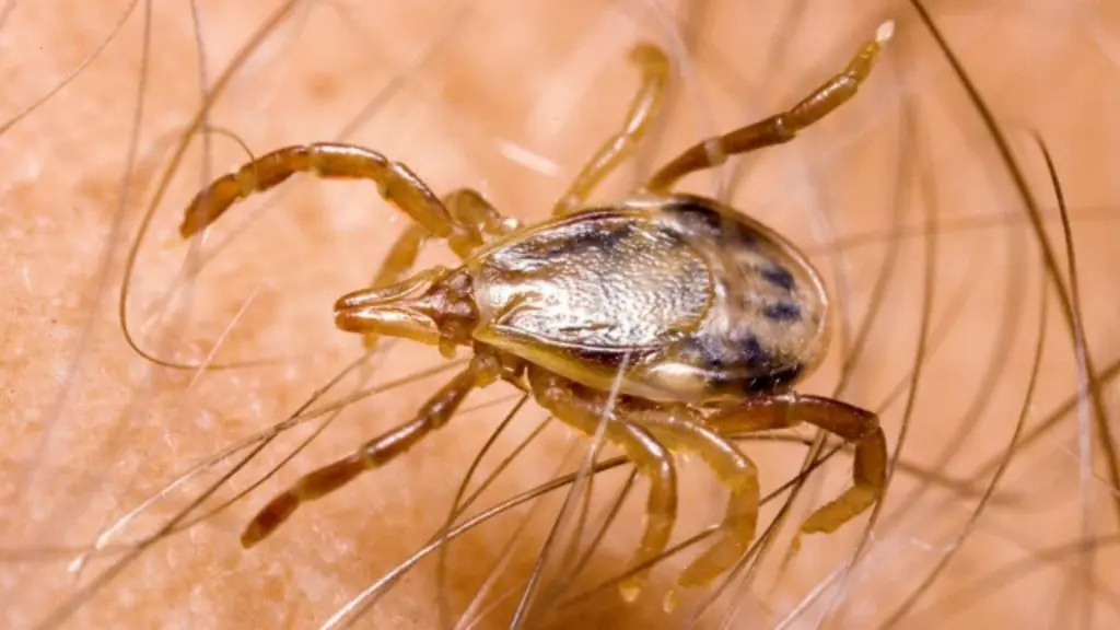 Los CDC alertaron sobre la ‘fiebre maculosa de las montañas Rocosas’, transmitida por la picadura de una garrapata. Foto. SPL