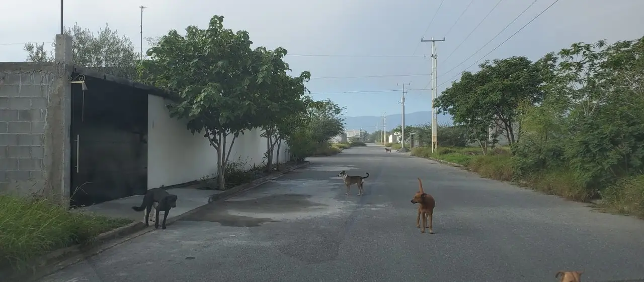 Perros en situación de calle en Ciudad Victoria. Foto: RS