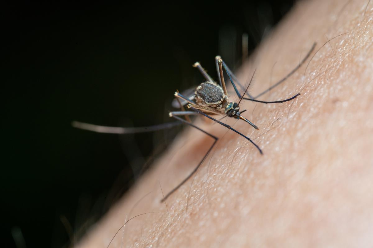 En Baja California Sur implementan jornadas de nebulización espacial contra el mosco transmisor del dengue. Foto: Jimmy Chan