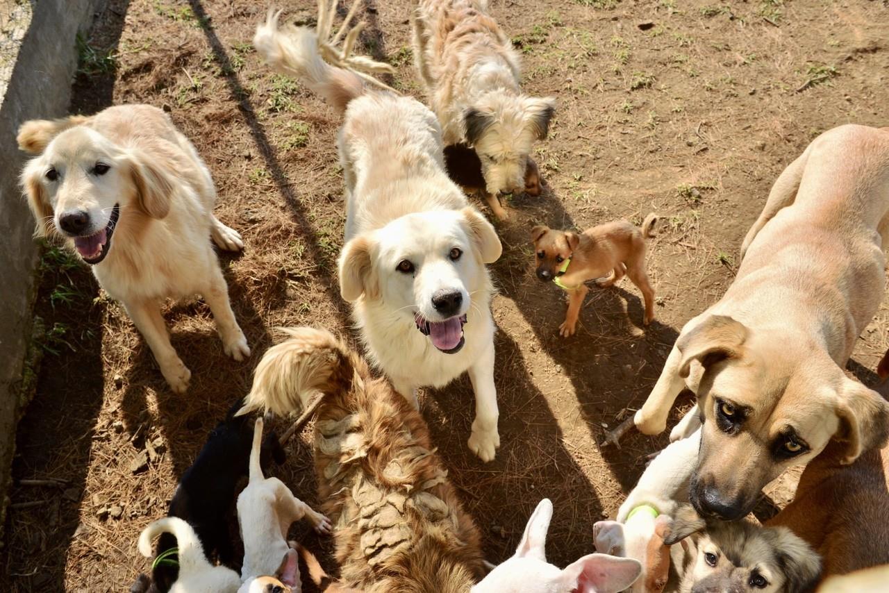 Médicos veterinarios han ofrecido su servicio de manera gratuita. Imagen: GEM