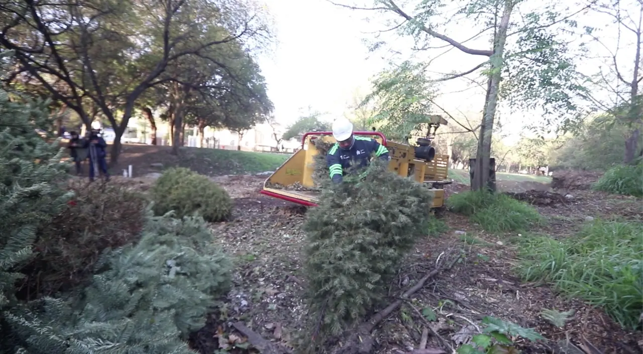 Se estima recolectar unos 2 mil 500 árboles y evitar que terminen en tiraderos clandestinos, donde los pinos podrían generar algún incendio. Foto: Captura de pantalla