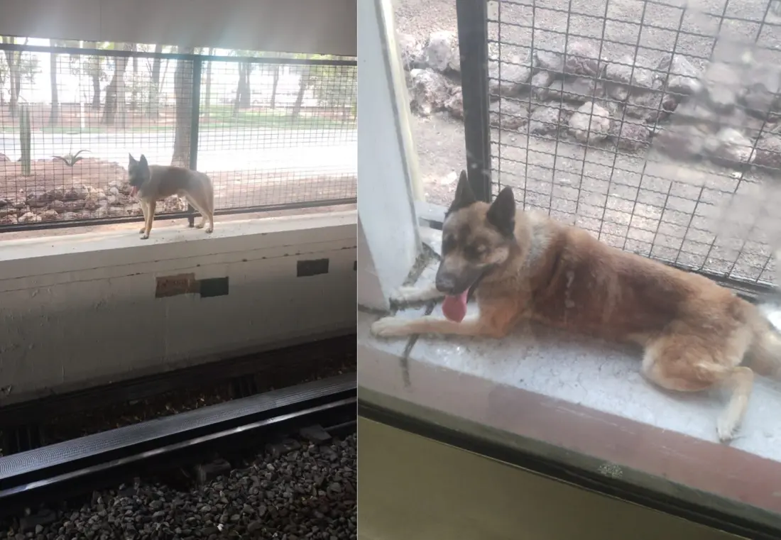 Can deambula dentro del metro en la estación Potrero y sale sano y salvo. Foto: Ramón Ramírez