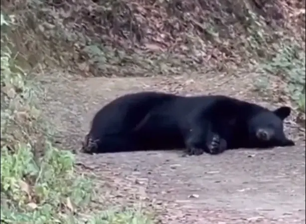 Las imágenes fueron compartidas por el propio parque a través de sus redes sociales como X, y se aprecia que el animal era de grandes proporciones. Foto: X @ParqueChipinque.