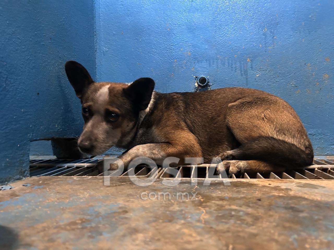 Junior es el nombre del perrito que fue captado aullando en las afueras de la fábrica incendiada el pasado fin de semana. Foto: Rosy Sandoval