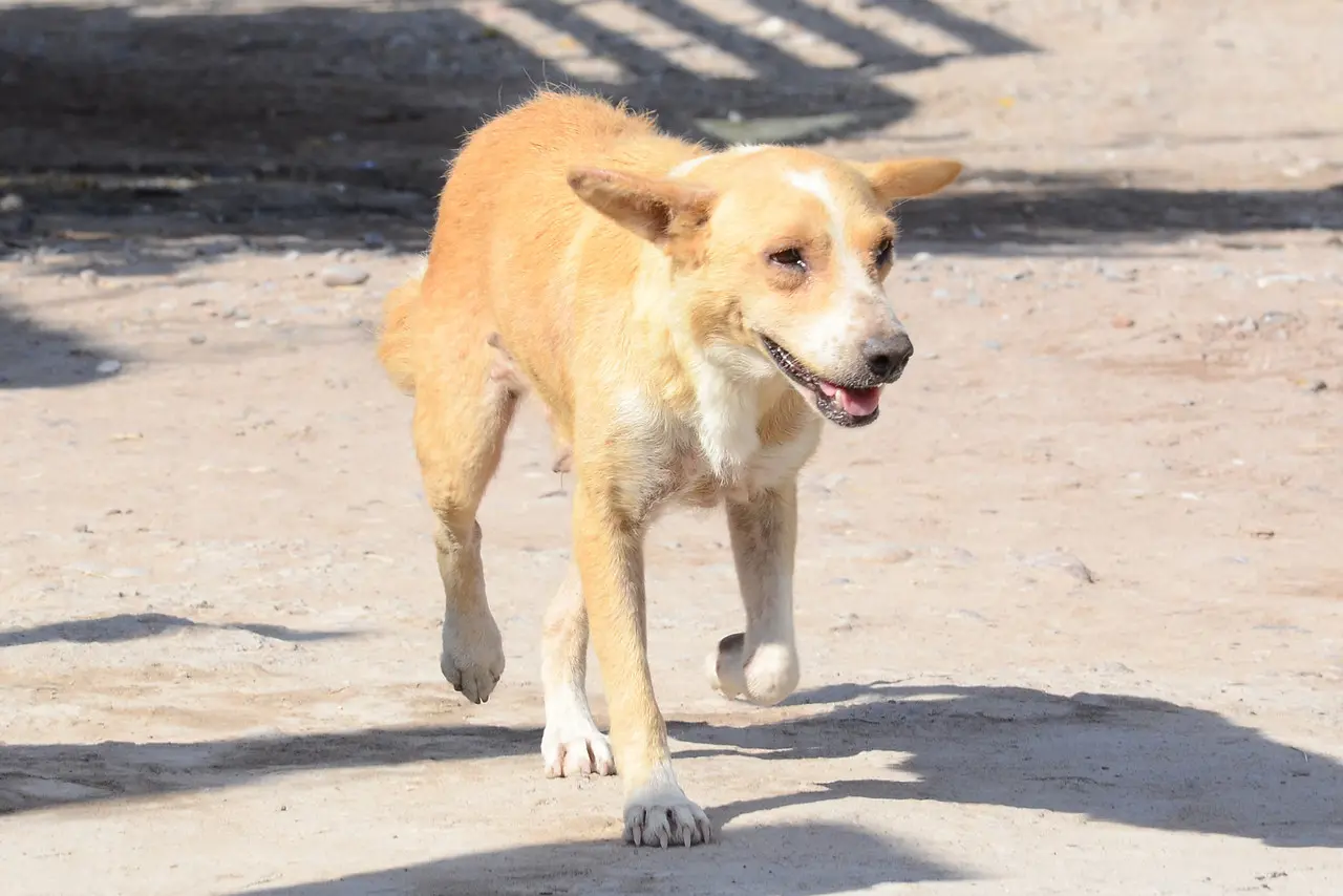 Aproximadamente 12 mascotas fueron abandonadas a su suerte en este 2024. (Fotografía: Archivo)