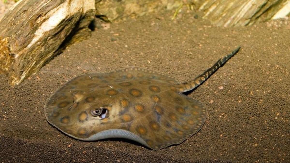 Charlotte, la mantaraya embarazada en Carolina del Norte, sorprende a todos Foto: Twitter Meredith Gay