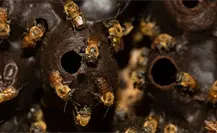 ¿Cuáles son los beneficios de la miel de abeja melipona maya? ¿Cuáles son los beneficios de la miel de abeja melipona maya?