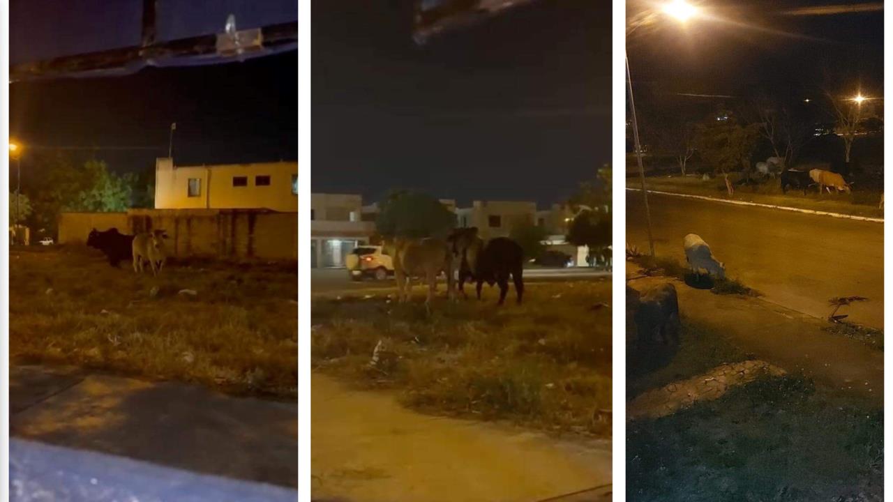 La presencia de estos animales en una área urbanizada es considerable, pues pueden ocasionar un percance vial Fotos: Redes sociales