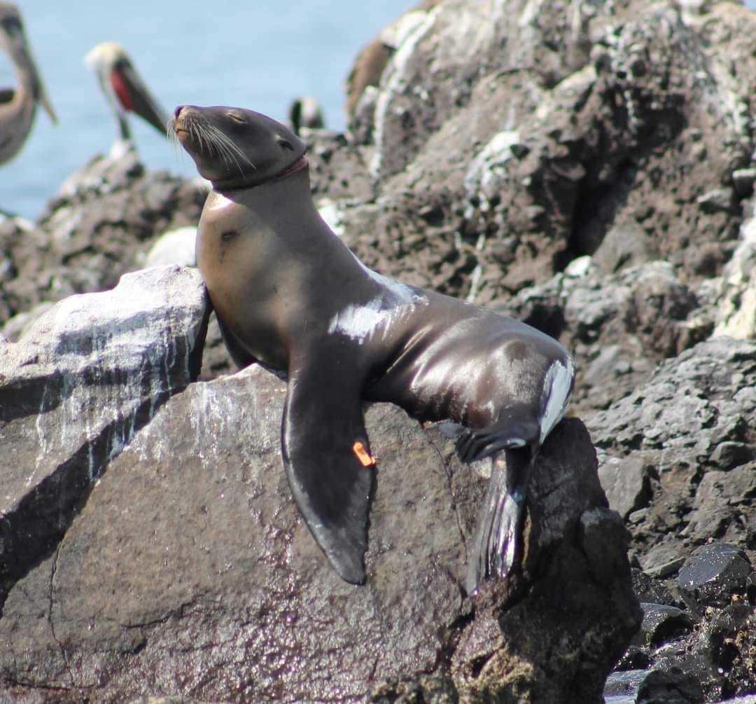 Lobo Marino rescatado en San Rafaelito. I Foto: Más Noticias de BCS.