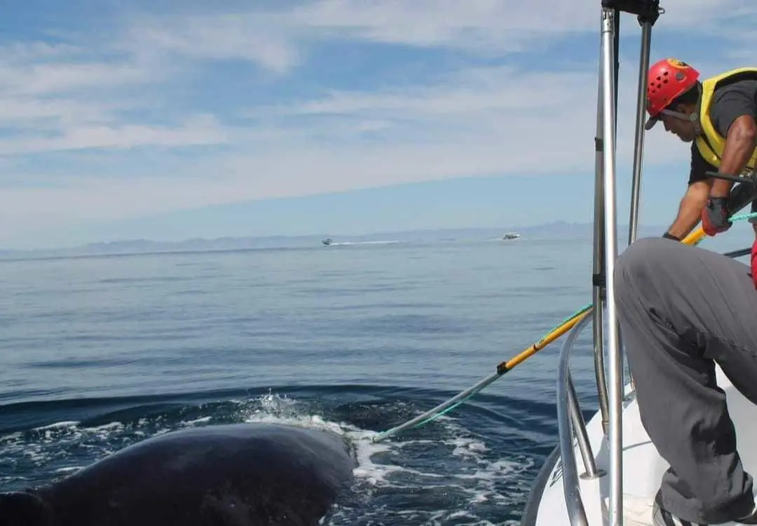 Rescate ballena jorobada en La Paz, B.C.S. I Foto: Ecología y Conservación de Ballenas A.C./Ecobac.