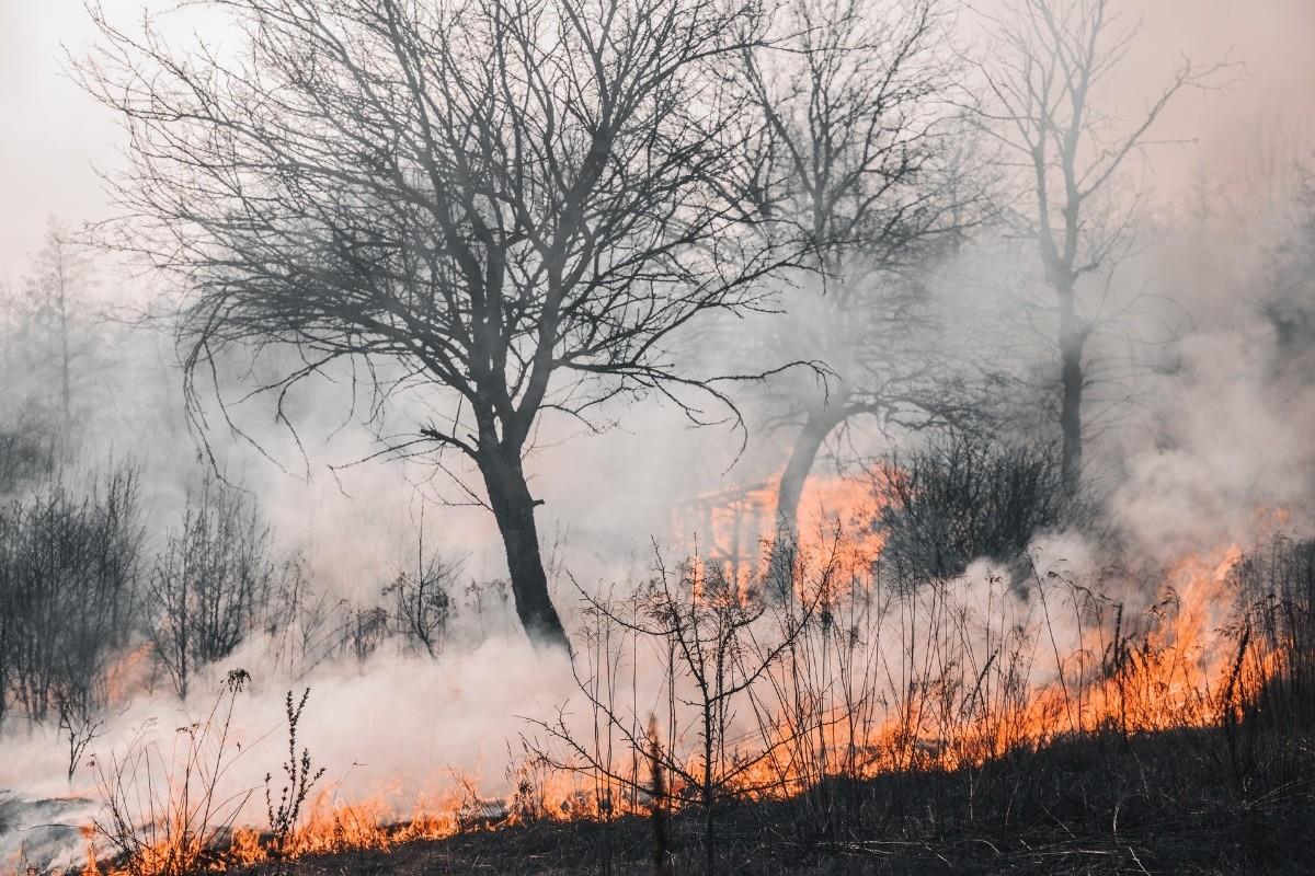 Incendios forestales. Foto. Captura de Imagen