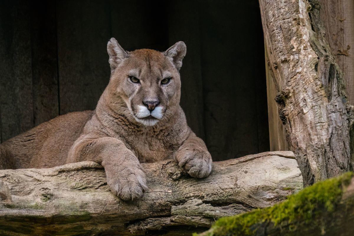 Se dijo que el felino ya había devorado parte del ganado, por lo que los hombres decidieron buscar al depredador. Foto: Especial