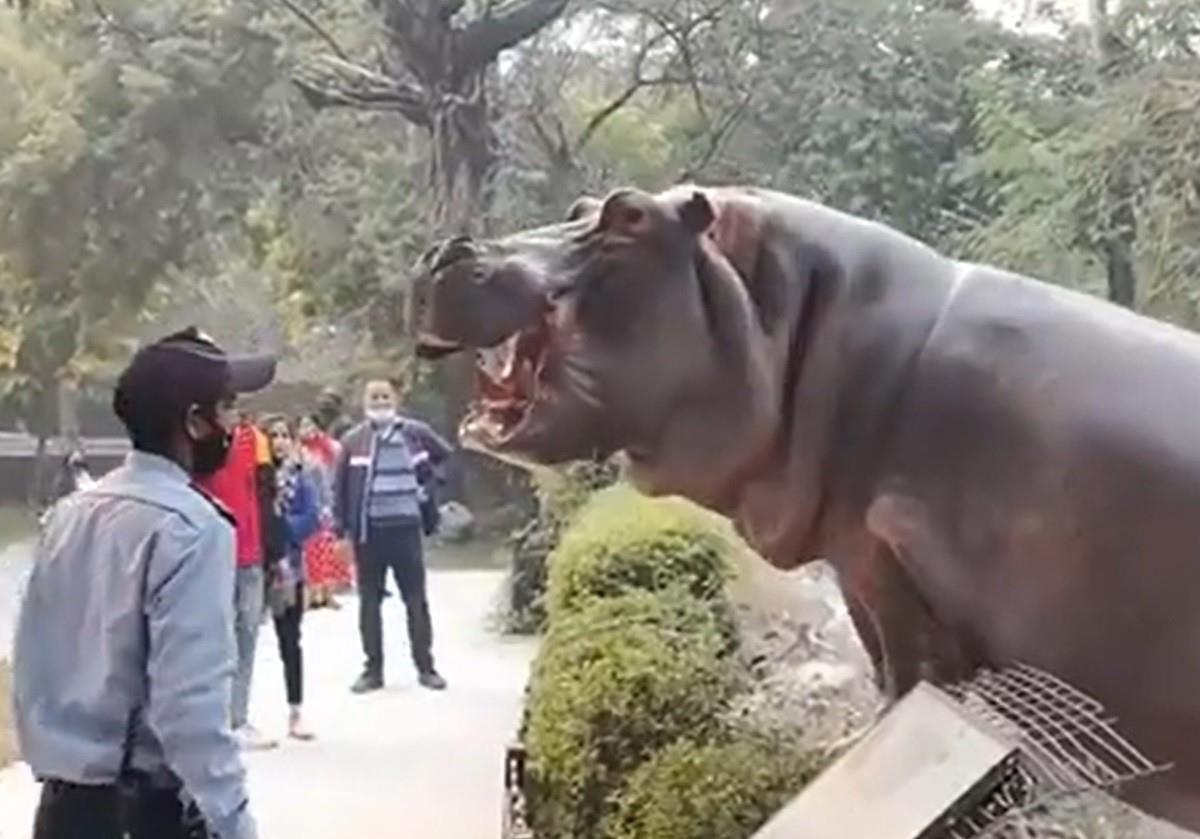 Un guardia de seguridad de un zoológico evitó que un hipopótamo escapara de su área dándole cachetadas. Foto: @MoreCrazyClips