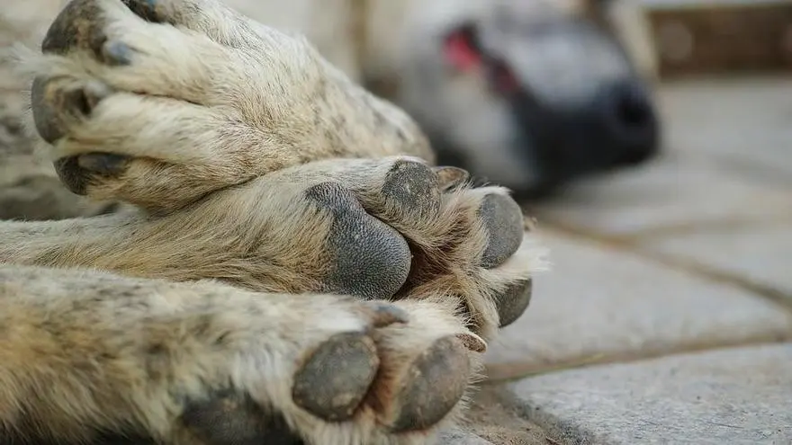 El castigo por matar por envenenamiento a un perro es de hasta cuatro años de cárcel en Yucatán Foto: Especial