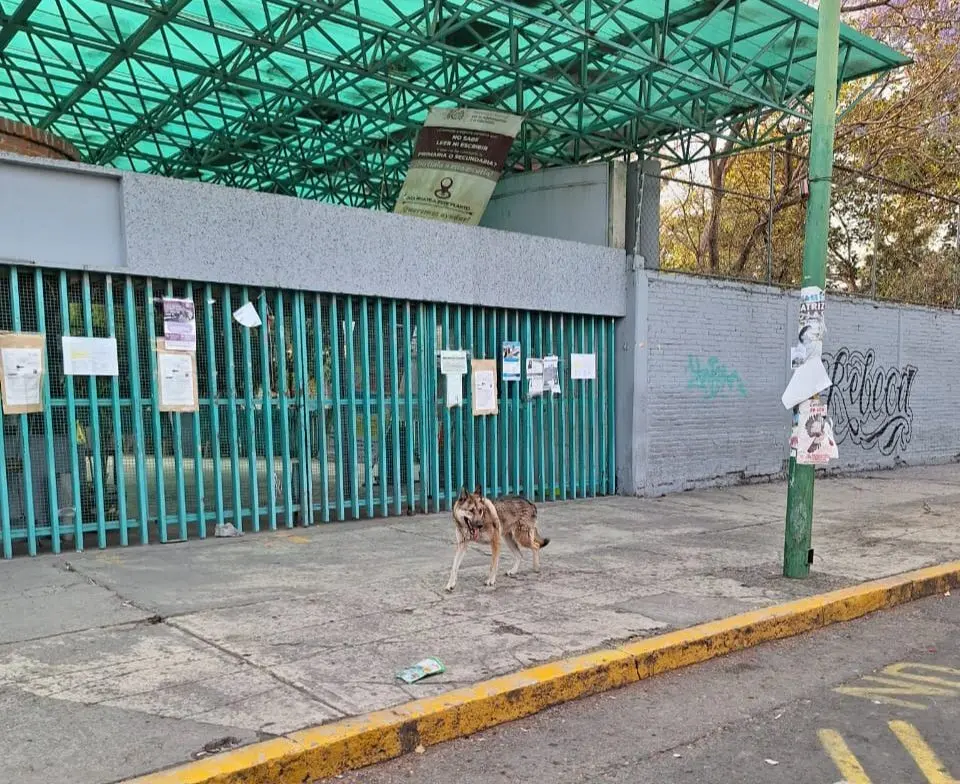 Cerca del Bachilleres 9 fue localizado el lobo. Imagen: Cortesía.