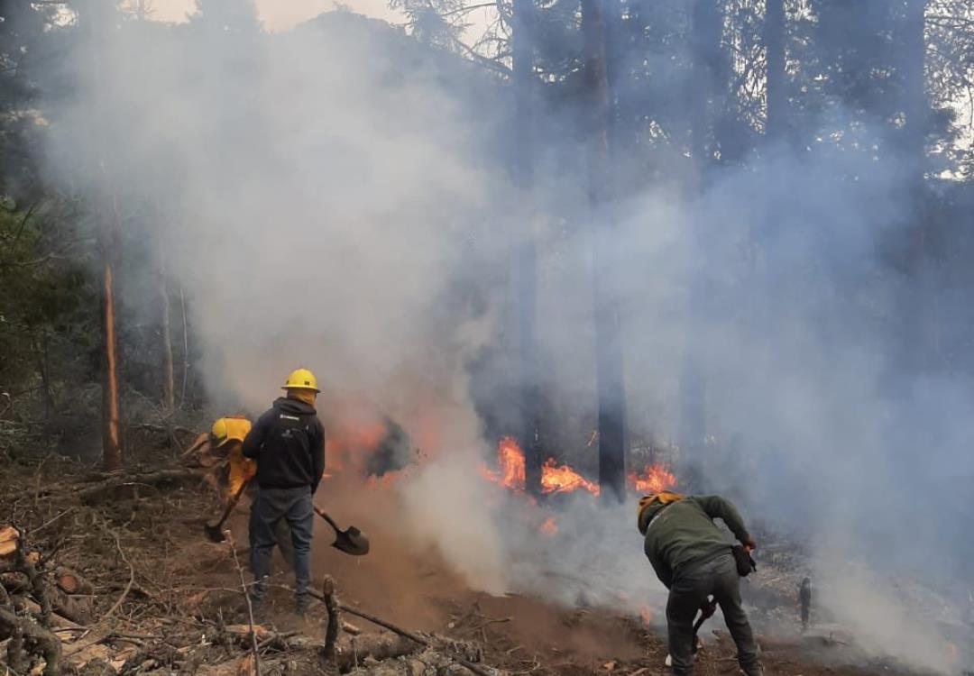 Más de 270 brigadistas de distintas dependencias han participado en las labores de combate. Imagen: GEM