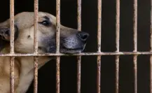 ¿Dónde denunciar el maltrato animal en Yucatán? ¿Dónde denunciar el maltrato animal en Yucatán?