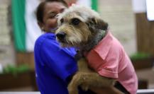 Ley Rufo en Yucatán: Aprueban castigar el maltrato animal con 10 años de prisión Ley Rufo en Yucatán: Aprueban castigar el maltrato animal con 10 años de prisión