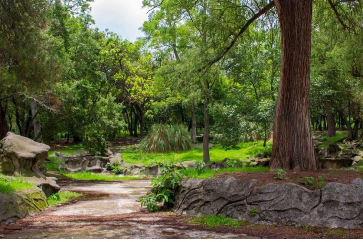 Bosque con Chapultpec. Foto tomada de: (Instagram)) @chapultepeccdmx