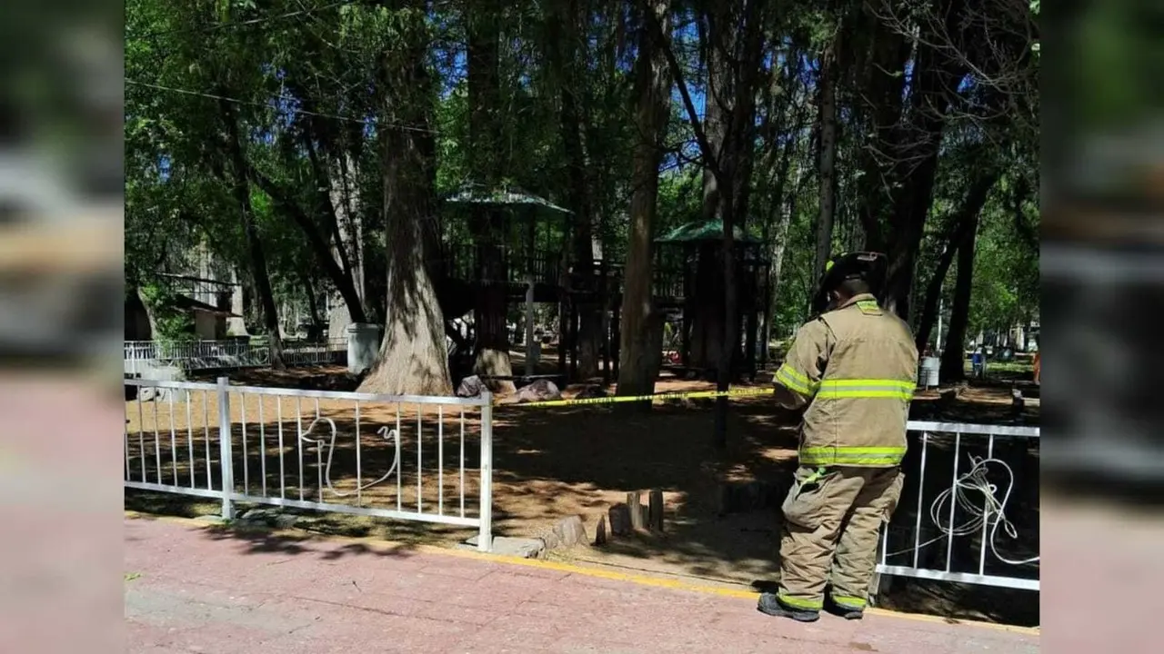 Por seguridad de la ciudadanía duranguense la Dirección Municipal de Protección Civil, invitó a que evitaran zonas arboladas en la ciudad debido a las fuertes rachas de viento. Foto: Facebook/ @Dirección Municipal de Protección Civil y Bomberos de Durango.