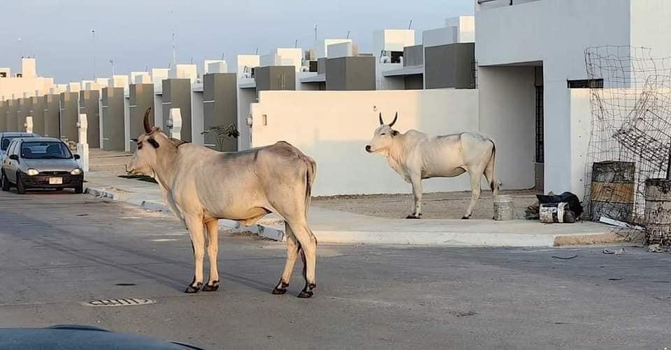 Dos reses sorprendieron a vecinos del fraccionamiento Los Héroes al caminar por las calles de esa zona de la ciudad.- Foto de redes sociales