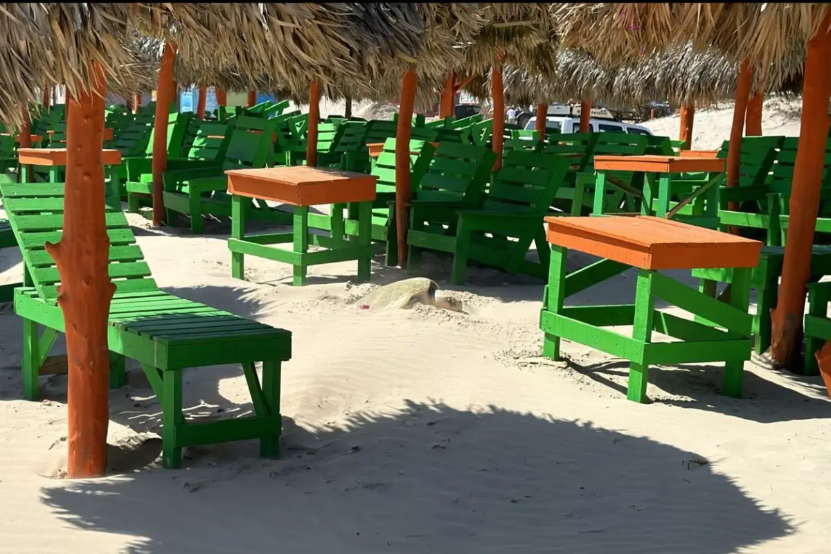 Tortuga Lora desovando cerca de la zona de palapas en el área turística de playa Miramar en Madero, Tamaulipas. Foto: Axel Hassel.