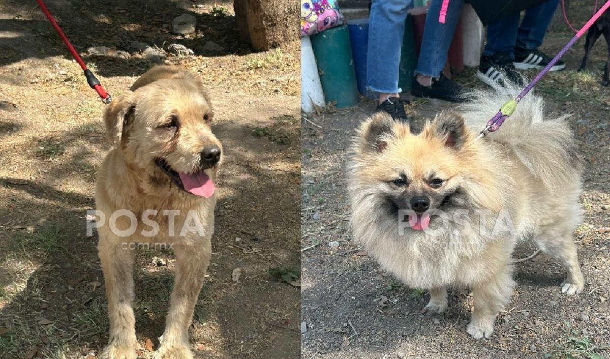 La Secretaria de Igualdad e Inclusión de Nuevo León imparte una serie de cursos para el adiestramiento de perros. Foto: Jorge López