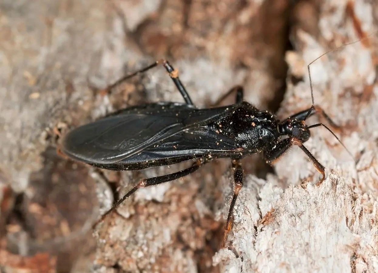 La chinche besucona es cómo coloquialmente se le conoce al insecto conocido científicamente como Triatoma sanguisuga. Foto: NatGeo.