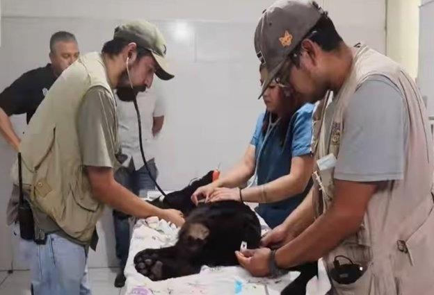 De acuerdo con el director del zoológico, Julio César Medina, la muerte del animal ocurrió tras una descarga no controlada de aguas residuales en el espacio designado para el jaguar. Foto: Especial.