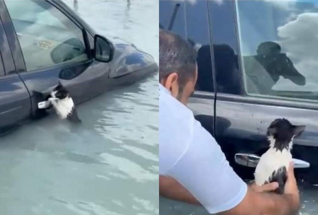 El gato luchaba por su vida aferrado a la puerta de un coche sumergido. Foto: Redes Sociales.