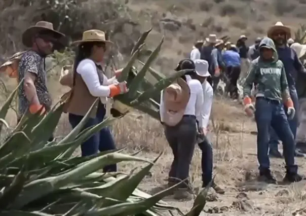 Siembran magueyes para mejorar la filtración de agua en Edomex