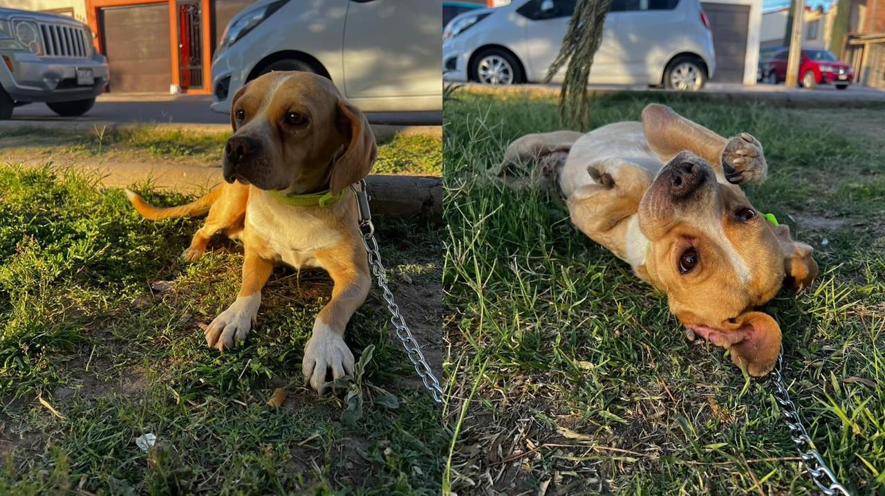 Este hermoso perrito está en perfecto estado de salud, luego de ser atropellado, ahora busca una familia que lo adopte. Foto: Facebook Irving Reyna.