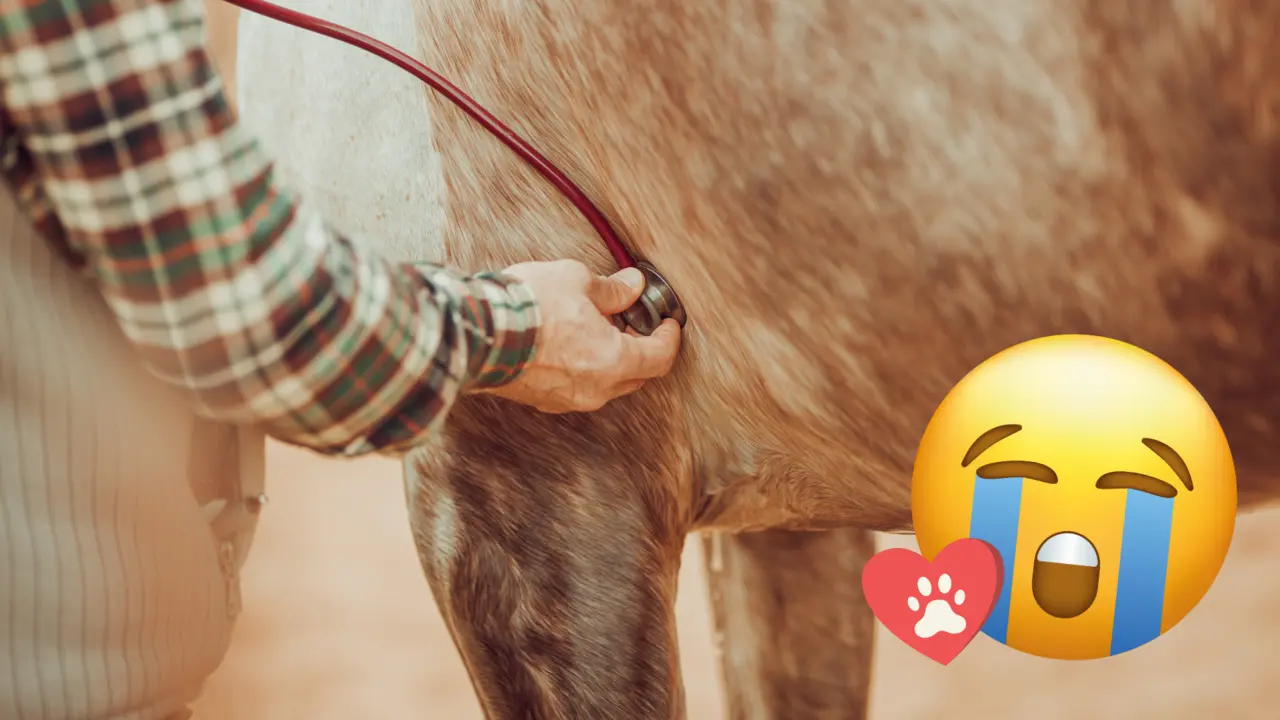 Veterinario revisando la salud de un perro / Foto: CANVA