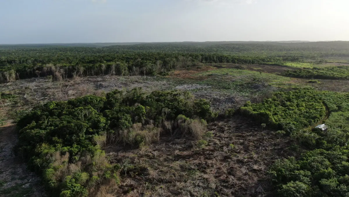 Yucatán es el segundo estado de la península con mayor deforestación en los últimos cuatro años Fotos: Especial