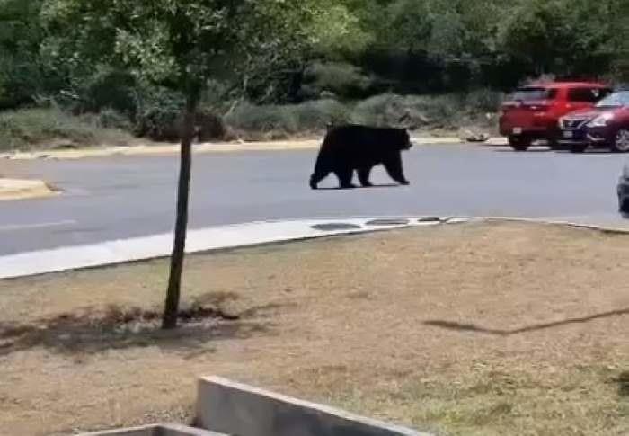 Graban a oso paseando por Faculta de Comunicación de la UANL. Foto. Captura de Imagen