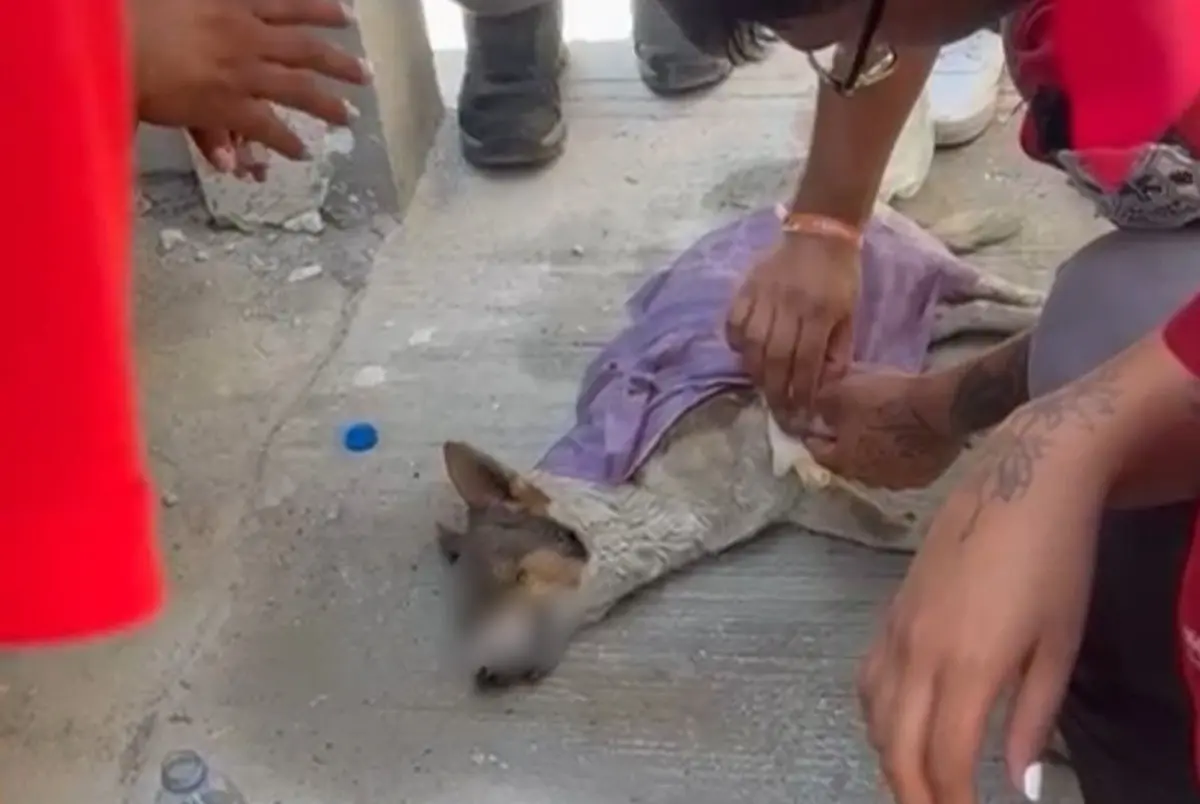 El perrito que sufrió insolación fue atendido de manera inmediata por Protección Civil de Salinas Victoria quienes le colocaron suero. Foto: Brenda Reza