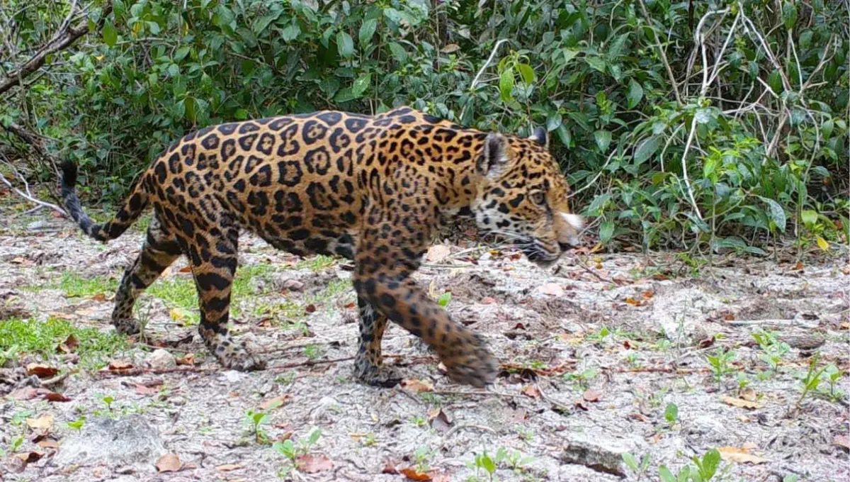 El jaguar es uno de los grandes felinos más emblemáticos de América Fotos: Irving Gil