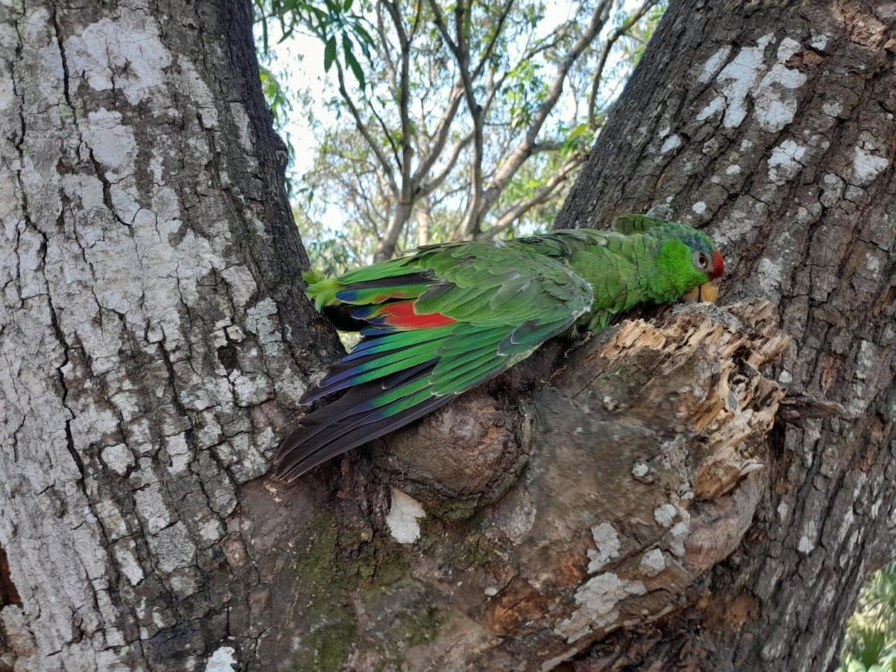 Aves mueren por ola de calor en la Huasteca Potosina: Foto. Selva Teenek Ecopark