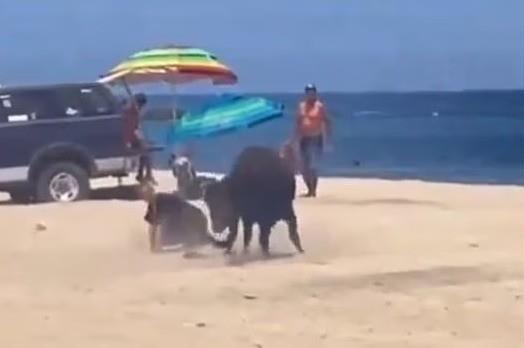 El toro a poco de embestir a la mujer en una playa de Los Cabos. Foto: X @jay_cee1ok.