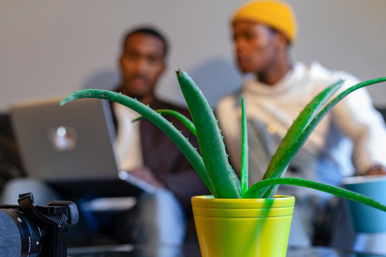 Plantas de interior para el calor. Foto de Pexels.