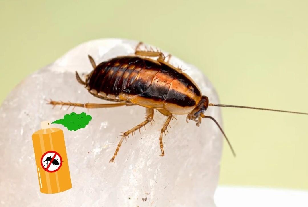 La supercucaracha resistente a quimícos que se usan en los insecticidas. Foto: El Gráfico.