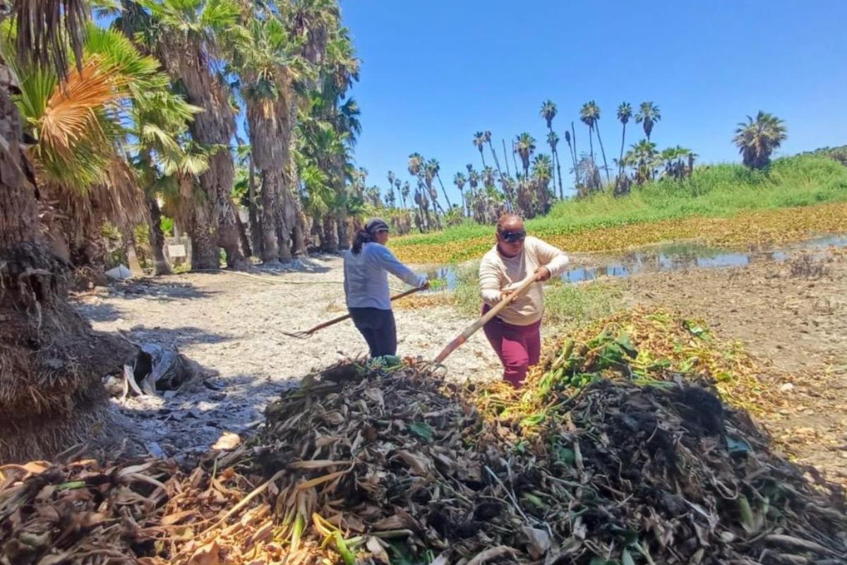 Mujeres limpiando el estero de San Joe del Cabo. Foto: Coordinación Municipal de la Reserva Ecológica Estatal Estero de San José del Cabo