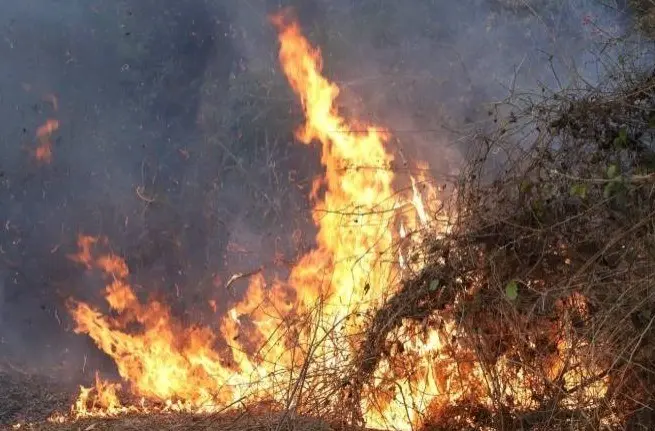 Incendio consume pastizal en la sierra de Tacuichamona. Foto: Periódico Noreste.