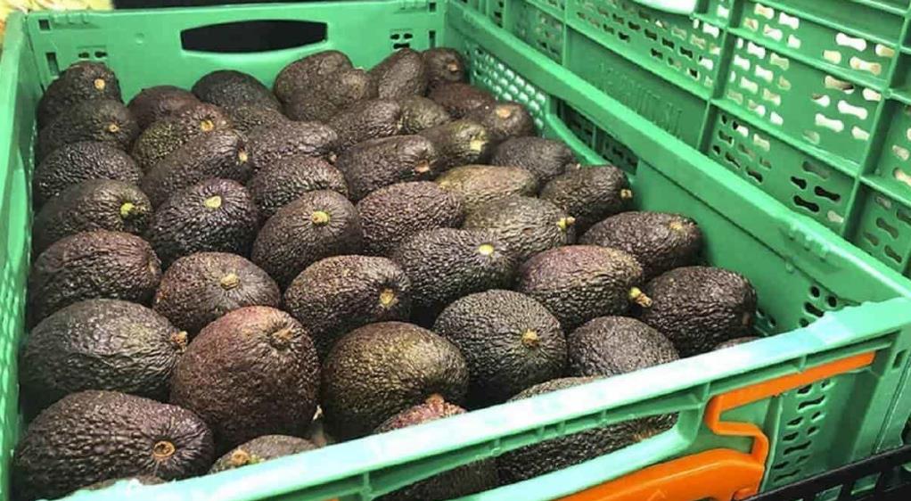 Se roban camiones llenos de aguacates. Foto. Ángel Medellín