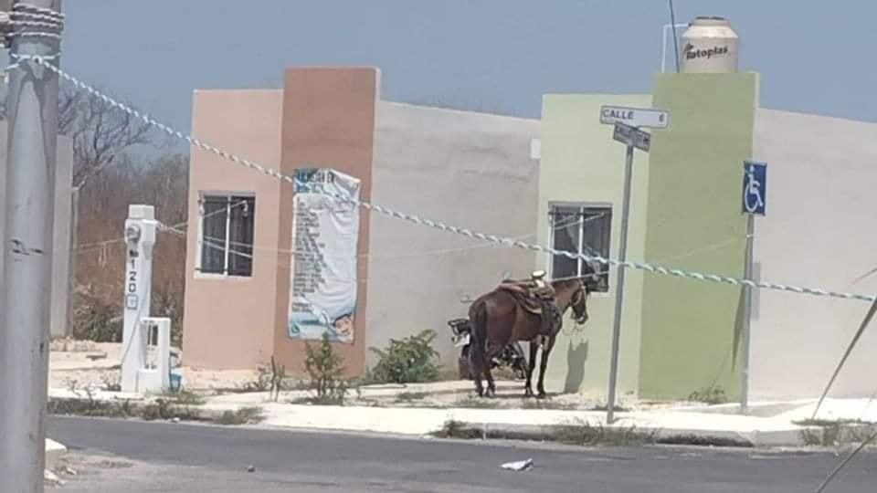 Una usuaria de Facebook denunció en dicha red social un nuevo caso de maltrato animal, ahora en Kanasín.- Foto de Guadalupe Castillo