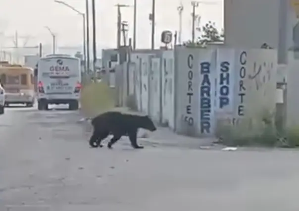 VIDEO: Sale oso a buscar agua en El Carmen, Nuevo León