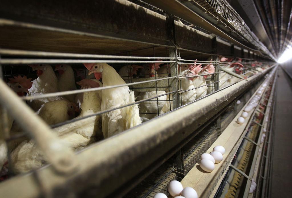 Gallinas en sus jaulas en una granja, el 16 de noviembre de 2009, cerca de Stuart, Iowa. (AP Foto/Charlie Neibergall, Archivo)