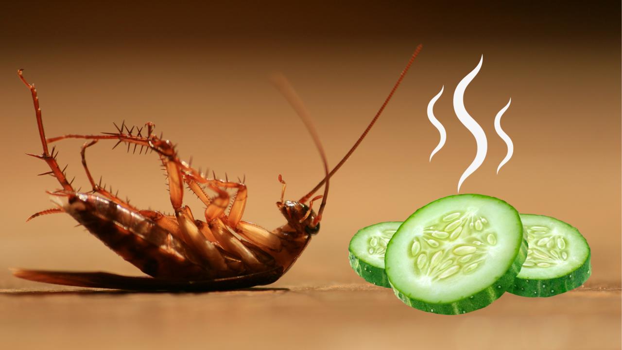 Cucaracha de cabeza e imagen de pepino emitiendo un aroma desagradable / Foto: CANVA