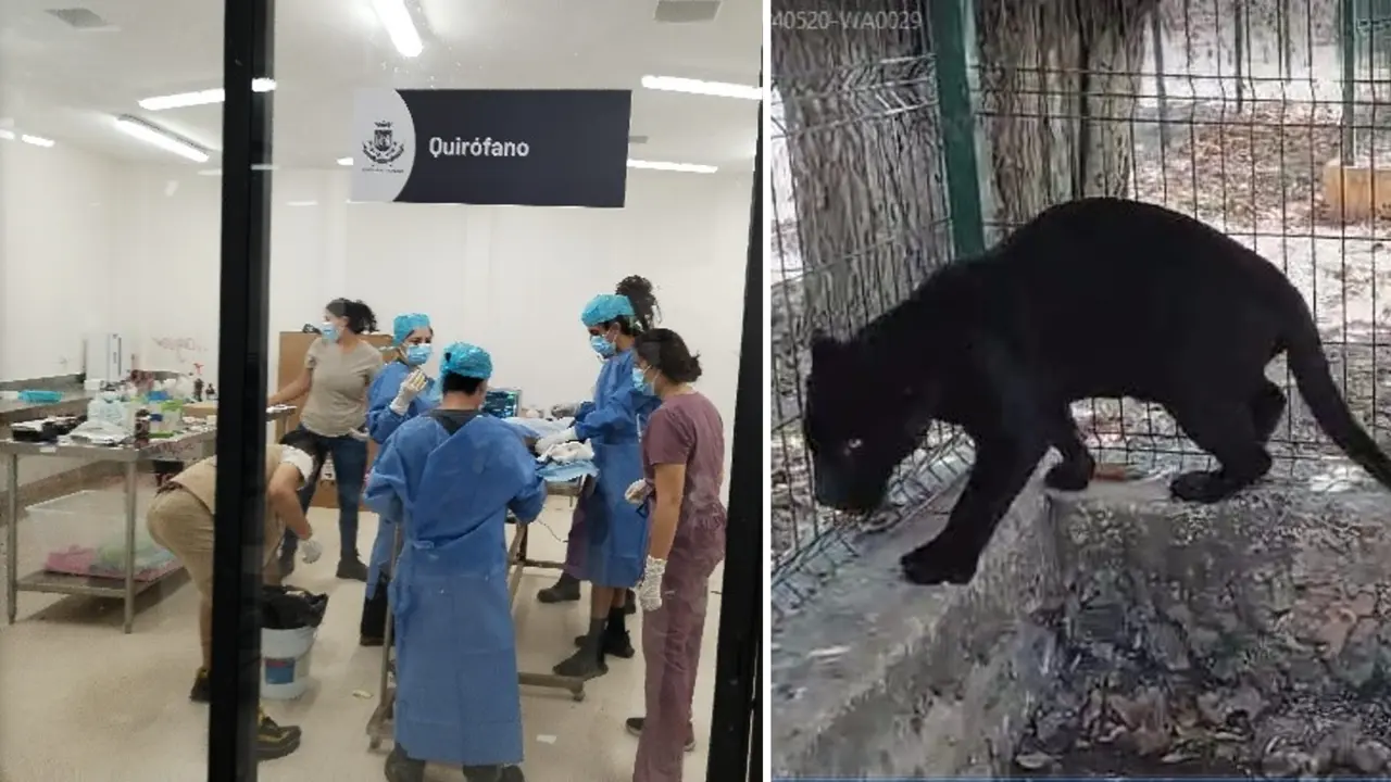 El ejemplar de felino terminó en el quirófano donde se realizó la amputación Foto: Cortesía